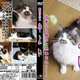 Image for article titled If Cats Watched Porn, I Guess They'd Watch This